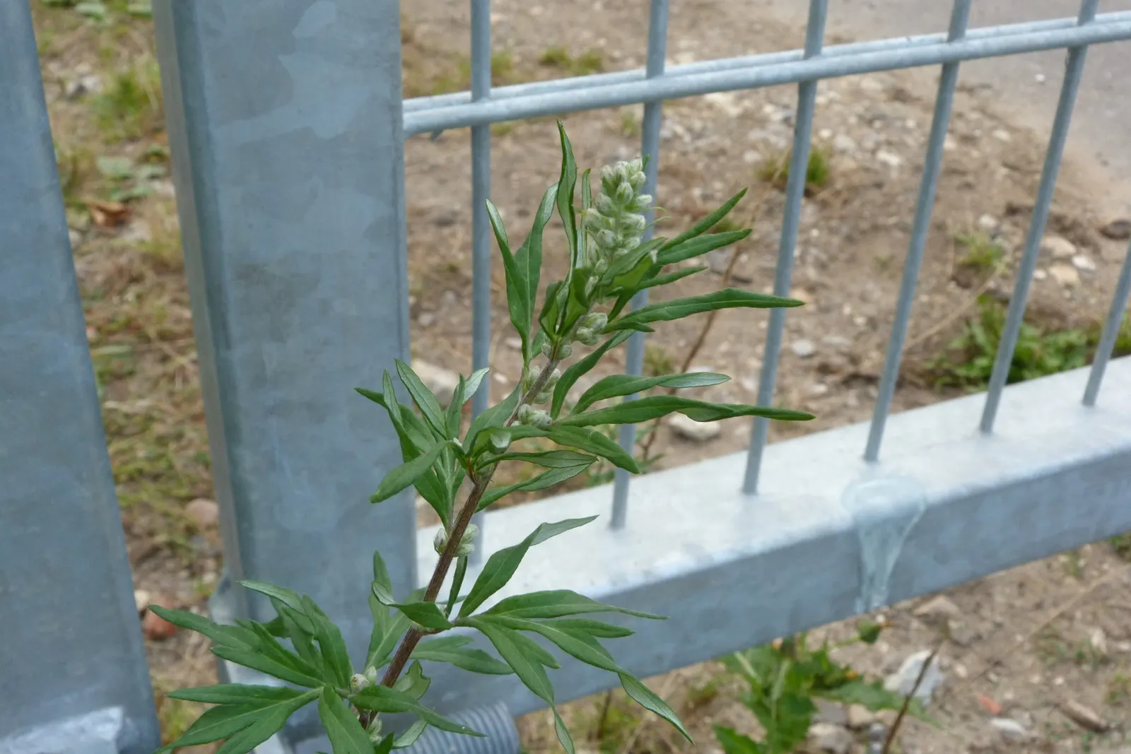 Mugwort (Artemisia Douglasiana) — Mugwort is valued for its hardiness and adaptability
