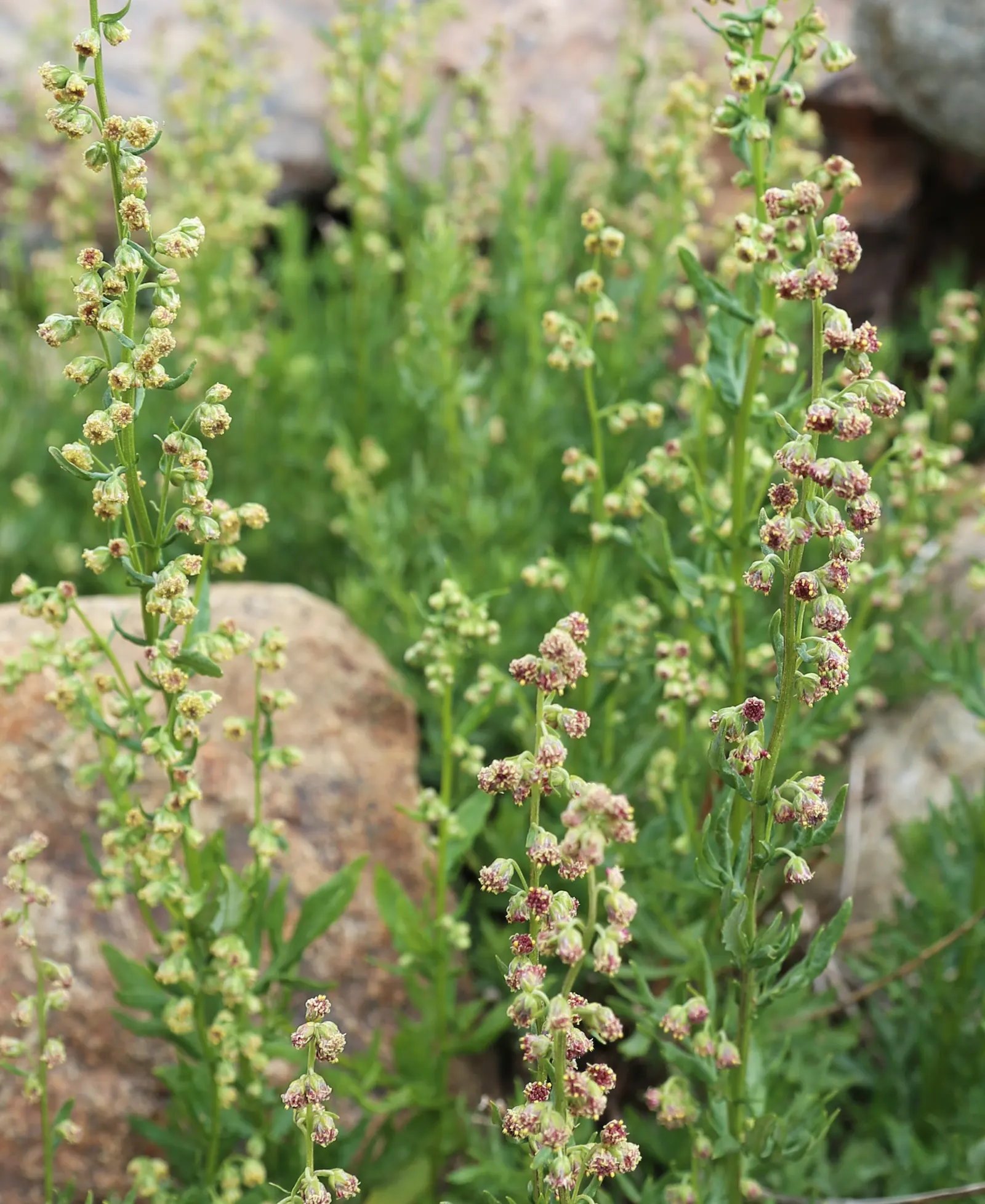 Mugwort (Artemisia Douglasiana) — become invasive if not managed properly
