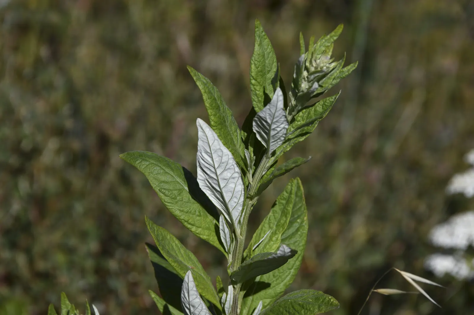 Mugwort (Artemisia Douglasiana) — adding a subtle hint of color to the green tapestry of the garden.<br><br>For landscape architects; perennial for, image 79