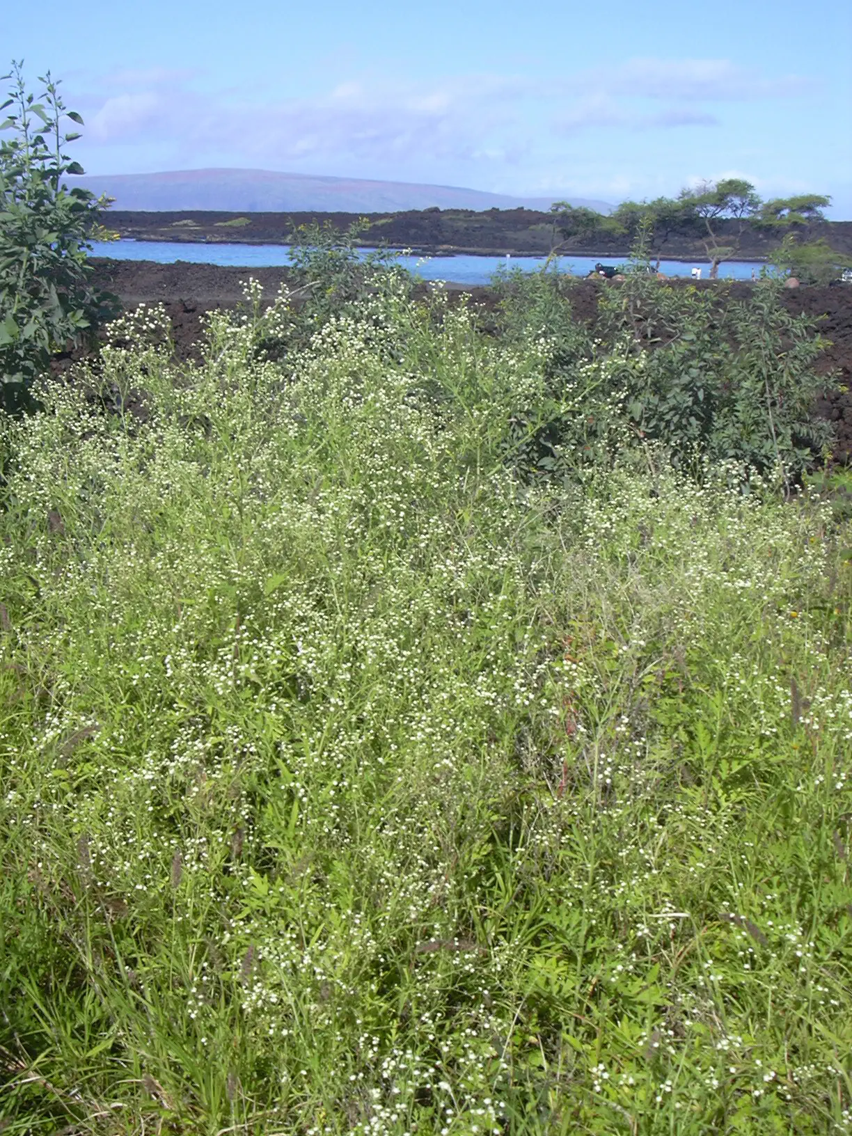 Mugwort (Artemisia Douglasiana) — this aromatic foliage herb exhibits a silver-green hue; become invasive if not managed properly, image 47