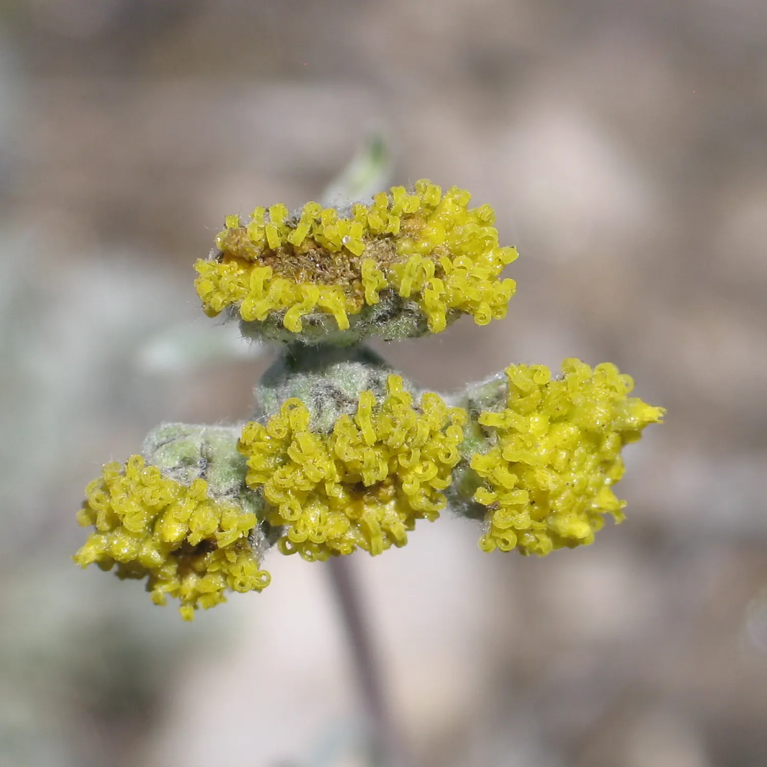 Mugwort (Artemisia Douglasiana) — inconspicuous flower clusters that are less notable than its lush foliage; predominantly found along stream banks and in