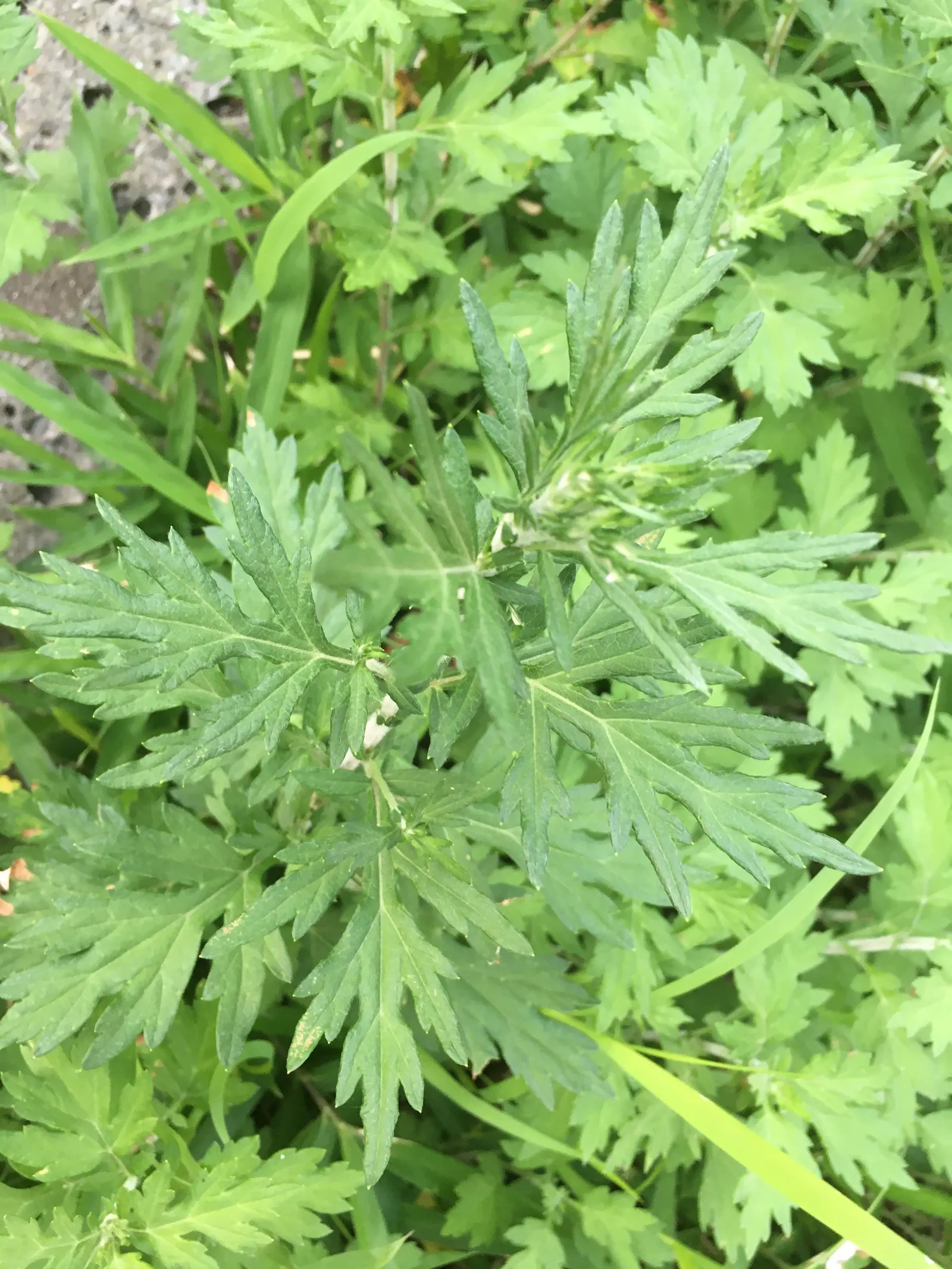 Mugwort (Artemisia Douglasiana) — Mugwort (Artemisia douglasiana) is a resilient perennial herb flourishing in U.S; ideal for borders, it, image 45