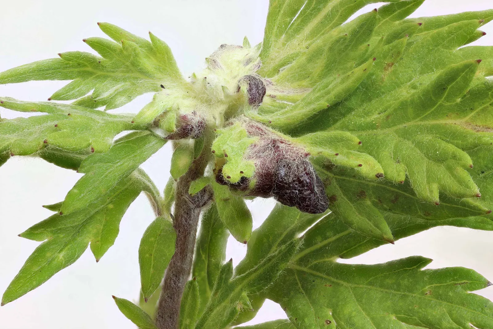 Mugwort (Artemisia Douglasiana) — white flowers in the garden; with modest water demands