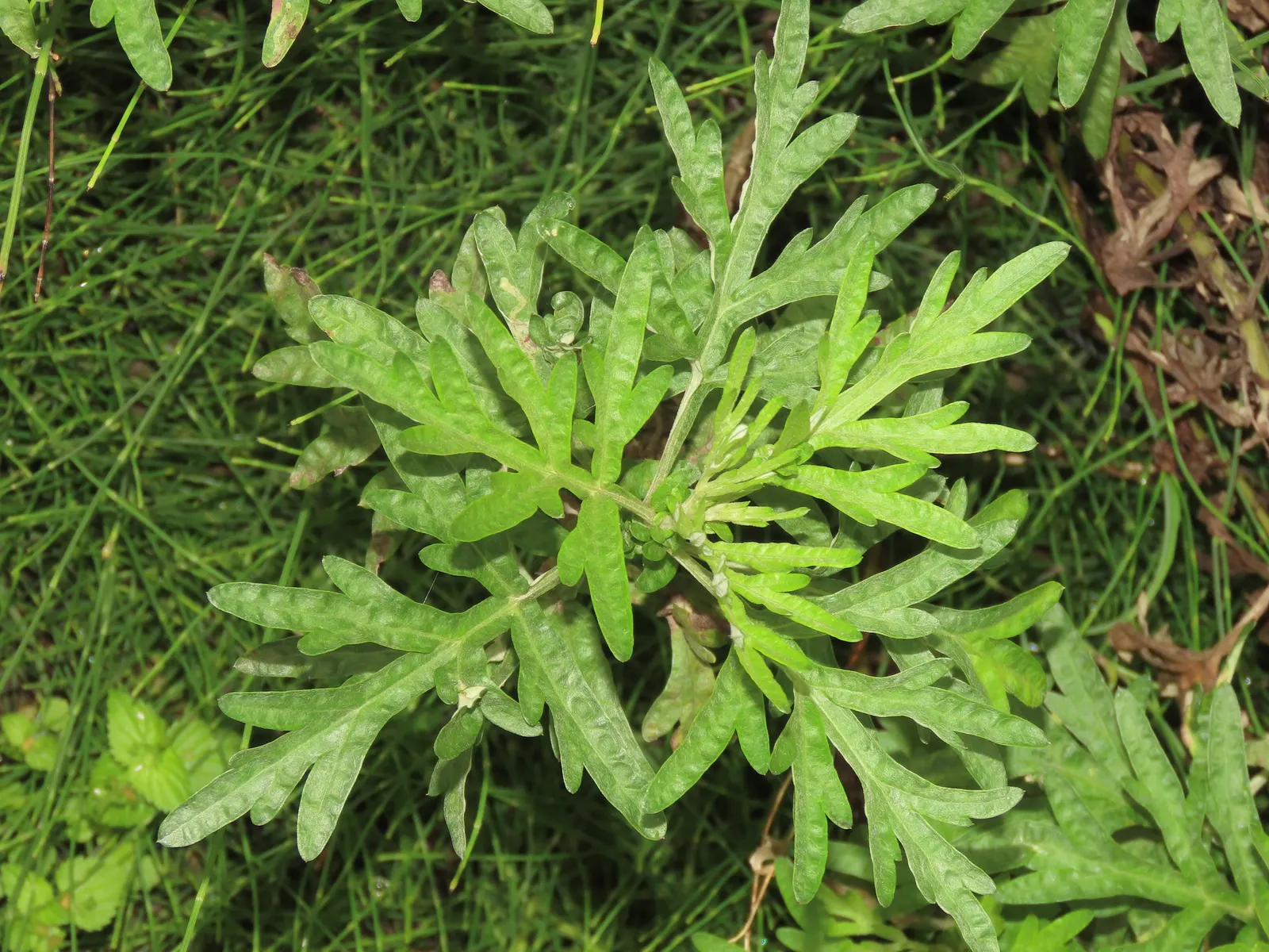 Mugwort (Artemisia Douglasiana) — boasts an impressive height typically ranging from 3 to 6 feet when fully mature