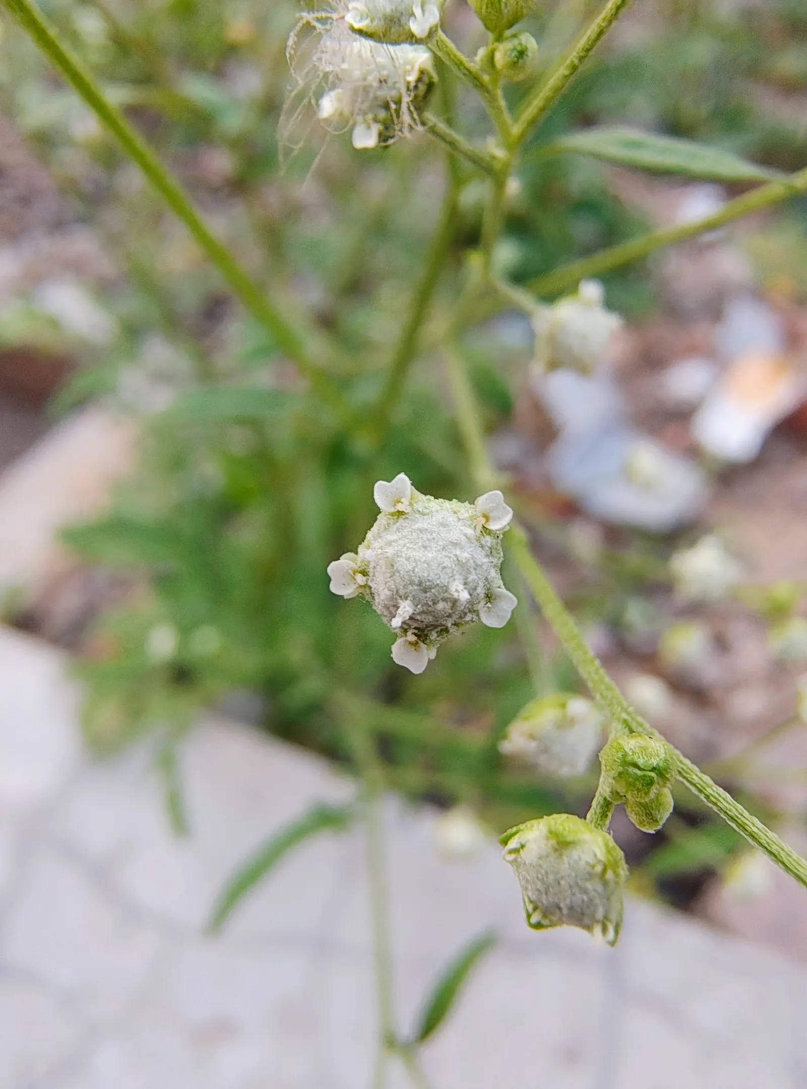 Mugwort (Artemisia Douglasiana) — this aromatic foliage herb exhibits a silver-green hue
