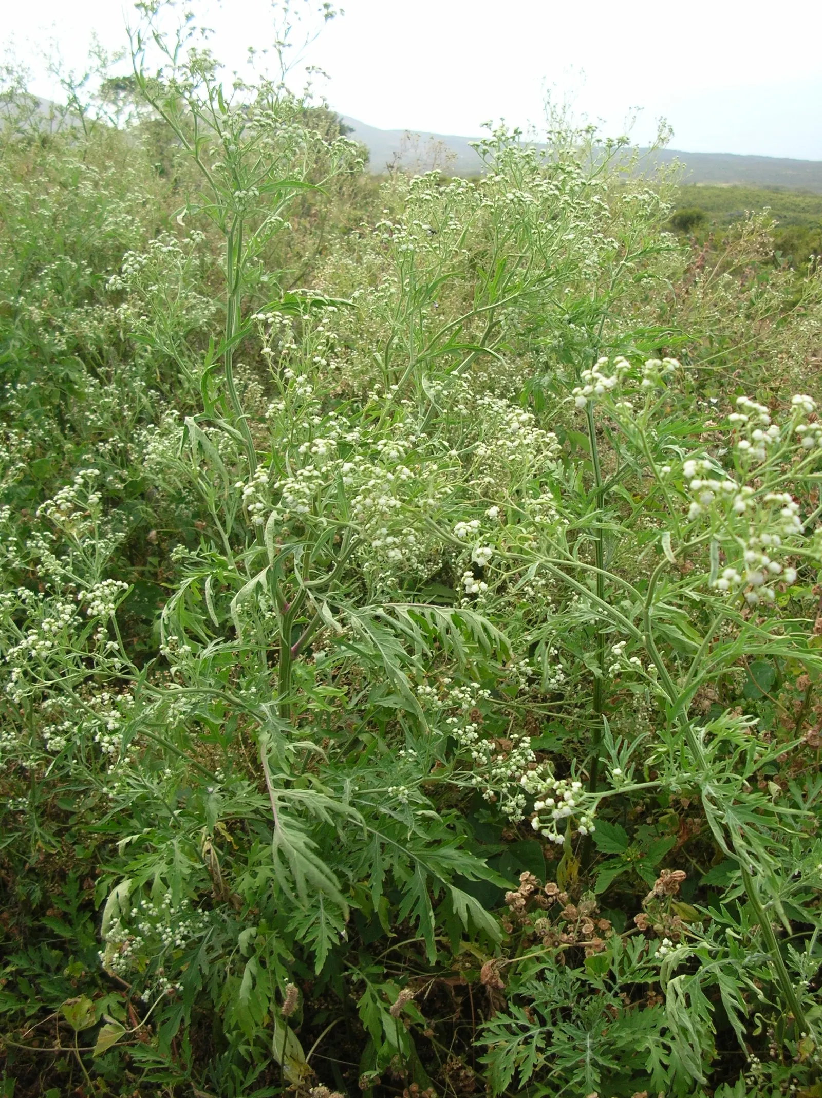 Mugwort (Artemisia Douglasiana) — Featuring a height of 4-5 feet and width up to 2-3 feet; inconspicuous flower clusters that are less notable than, image 46