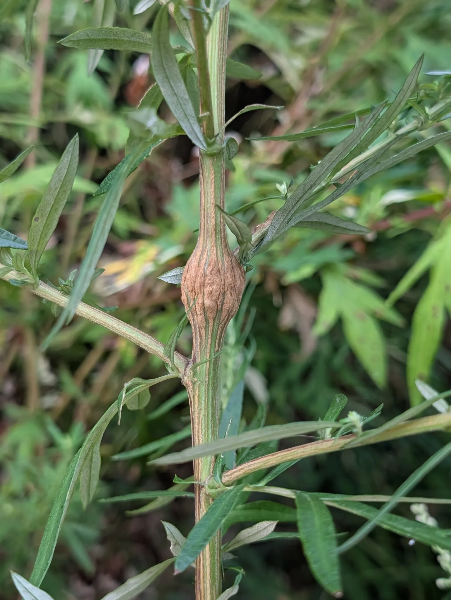 Mugwort (Artemisia Douglasiana) — Mugwort (Artemisia douglasiana) is a resilient perennial herb flourishing in U.S