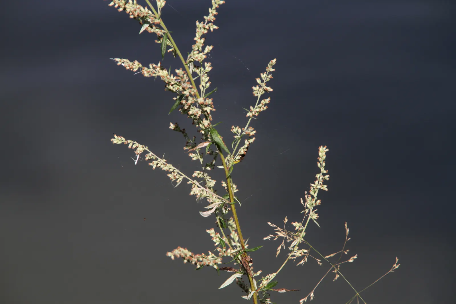 Mugwort (Artemisia Douglasiana) — boasts an impressive height typically ranging from 3 to 6 feet when fully mature; it prefers well-draining soil and can