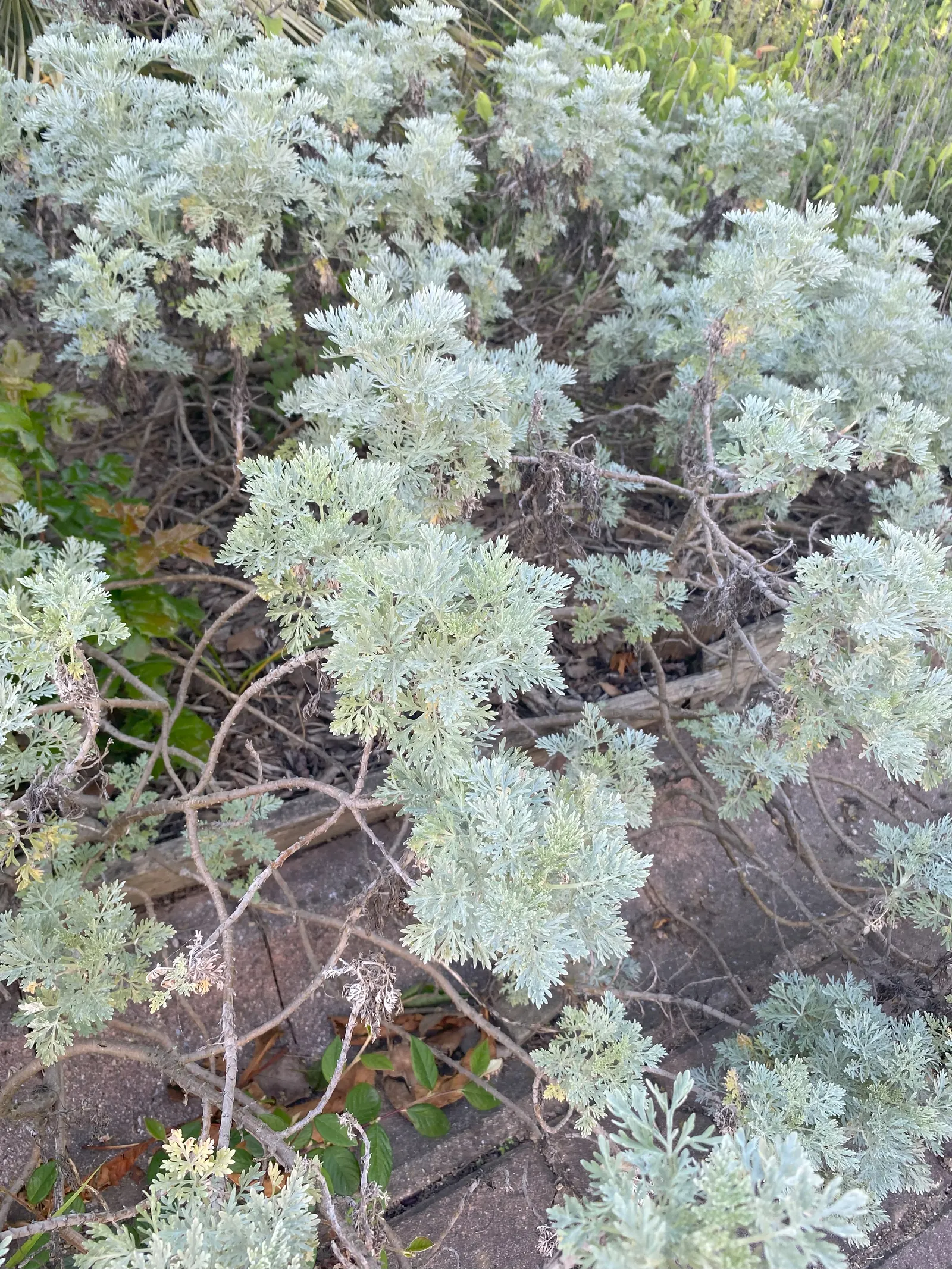 Mugwort (Artemisia Douglasiana) — With modest water demands; dark green leaves that span about 2 to 4 inches in length