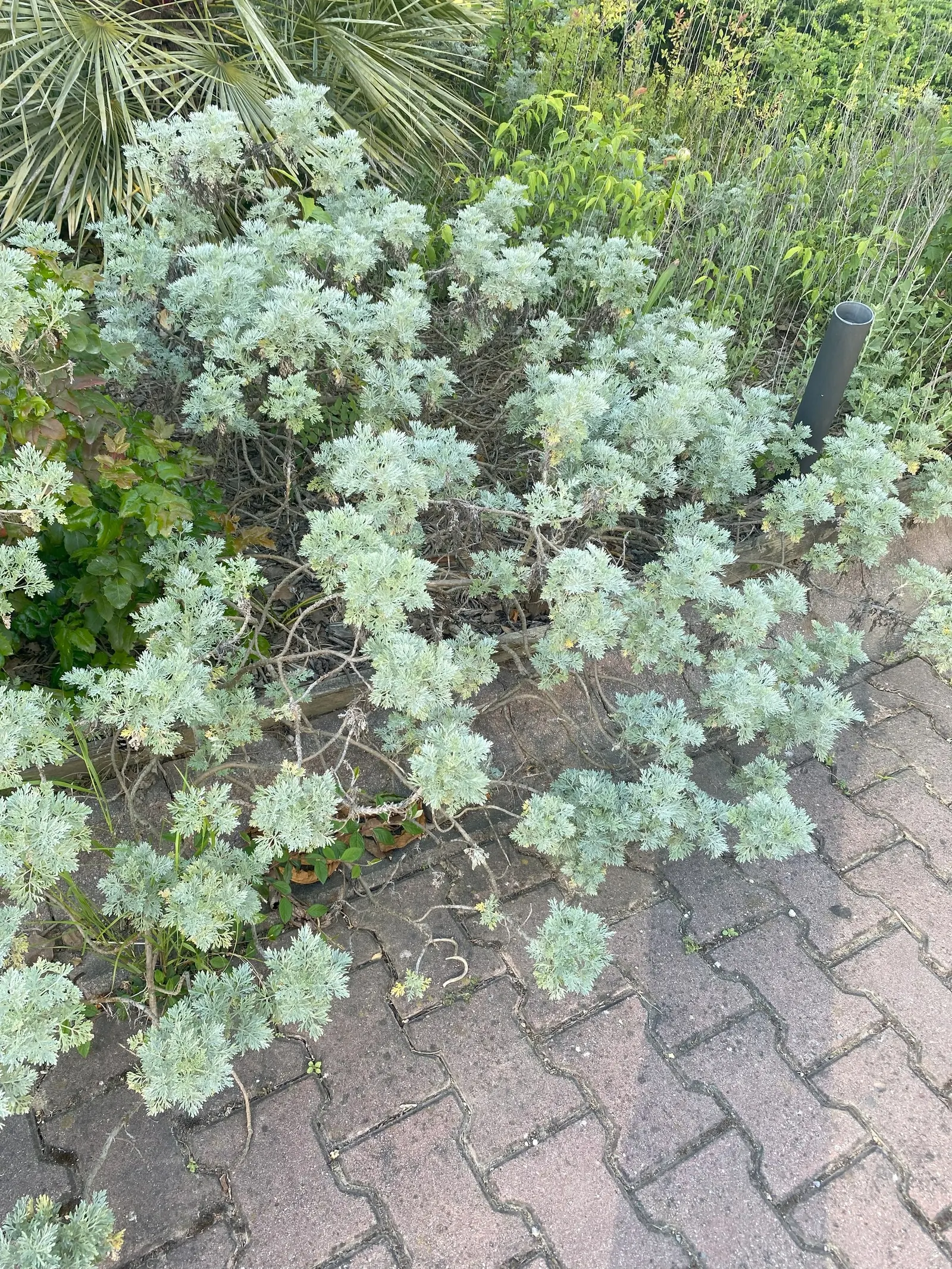 Mugwort (Artemisia Douglasiana) — mugwort is also reputed for its insect-repellent attributes; given its robust root system, Mugwort can be an ideal choice for