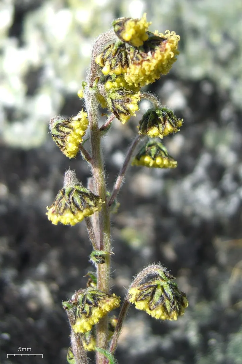 Mugwort (Artemisia Douglasiana) — perennial for full