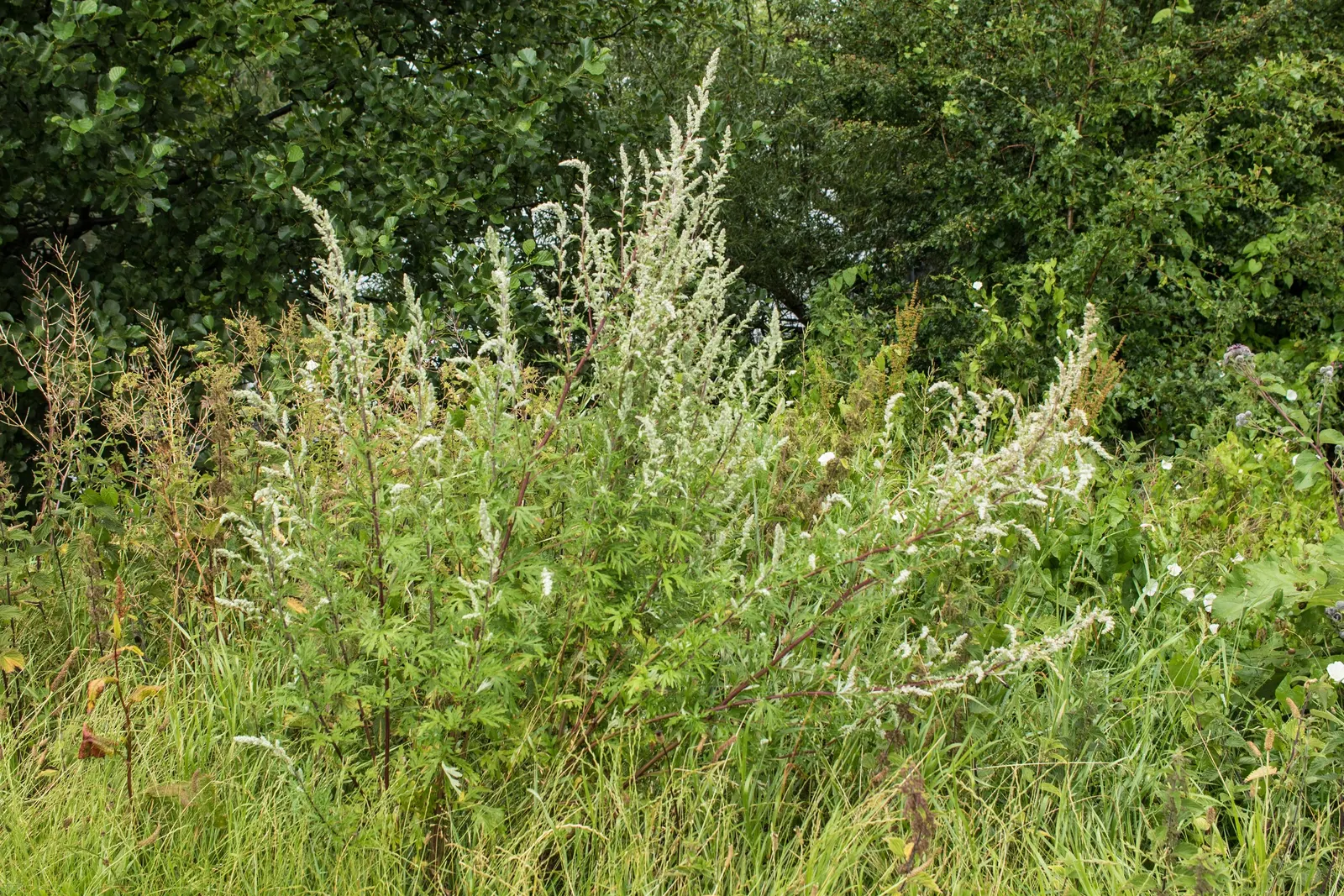 Mugwort (Artemisia Douglasiana) — enhancing both aesthetic and functional aspects of garden designs