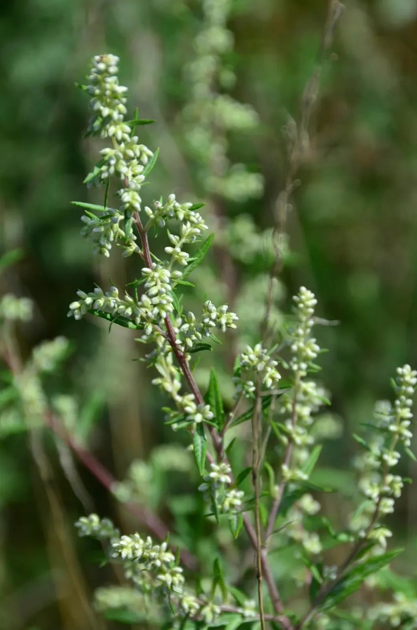 Mugwort (Artemisia Douglasiana) — These flowers are generally light yellow to reddish-brown