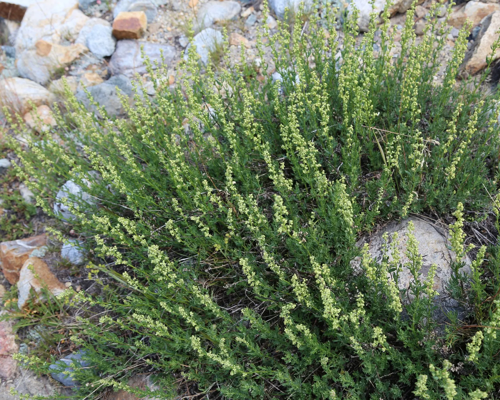Mugwort (Artemisia Douglasiana) — predominantly found along stream banks and in moist areas; boasts an impressive height typically ranging from 3 to 6 feet