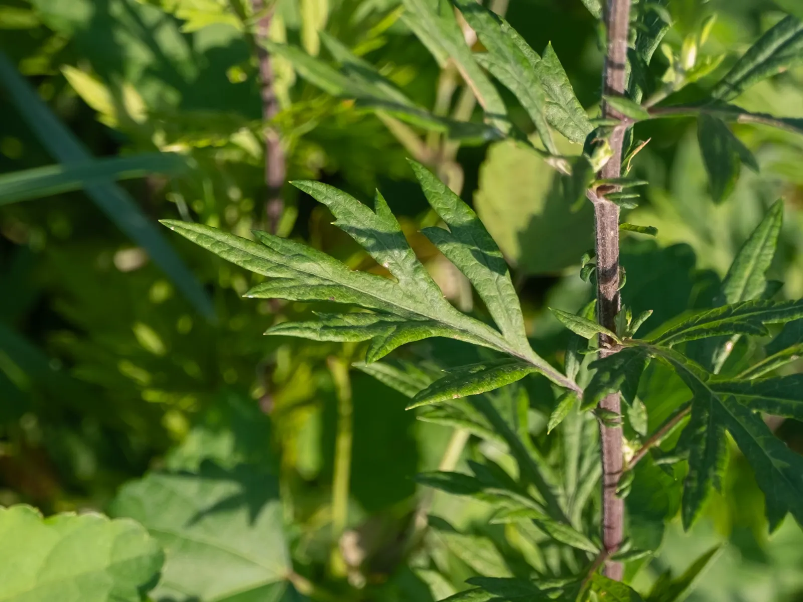 Mugwort (Artemisia Douglasiana) — perennial with white blooms; these flowers are generally light yellow to reddish-brown