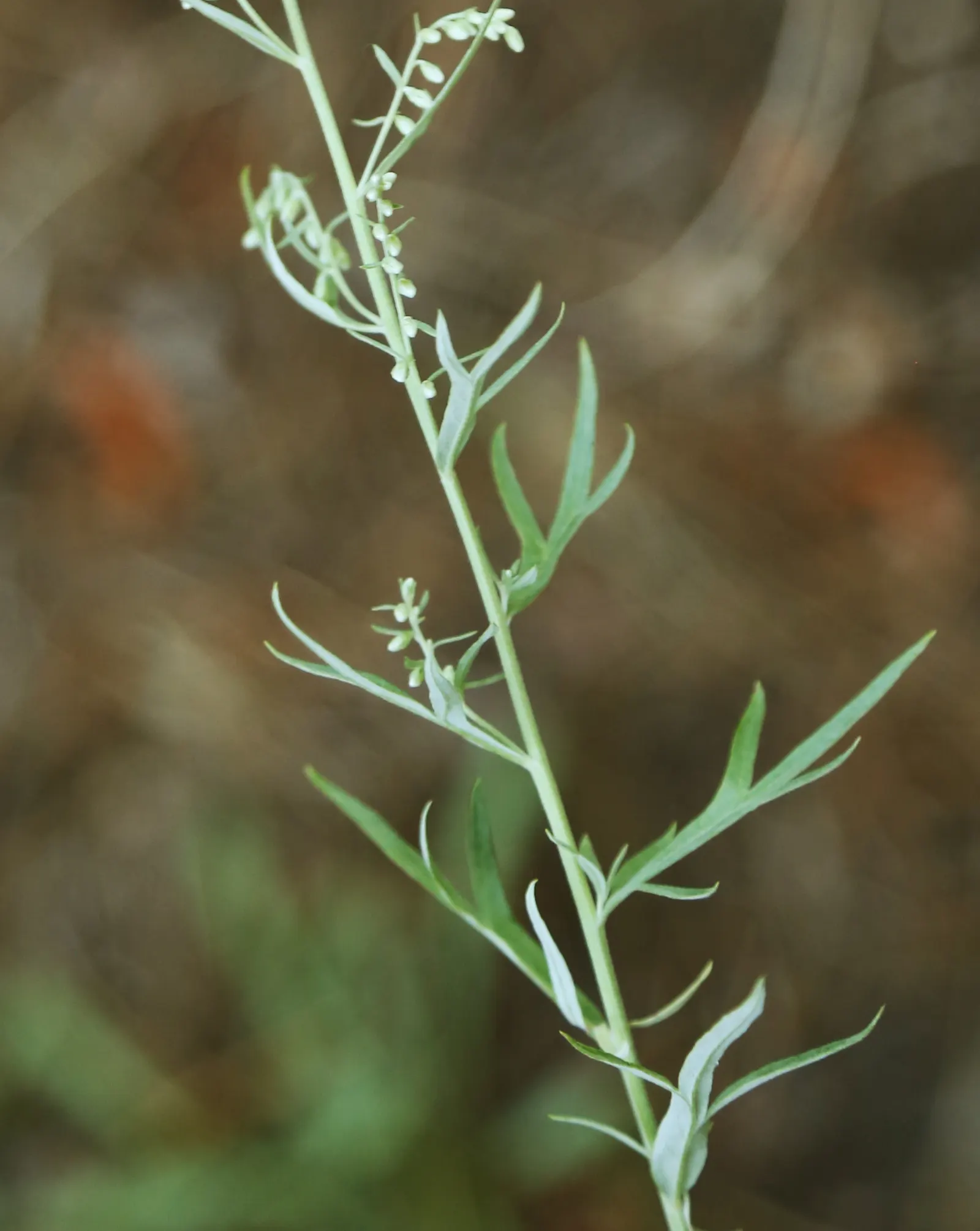 Mugwort (Artemisia Douglasiana) — become invasive if not managed properly; adding a subtle hint of color to the green tapestry of the garden.<br><br>For