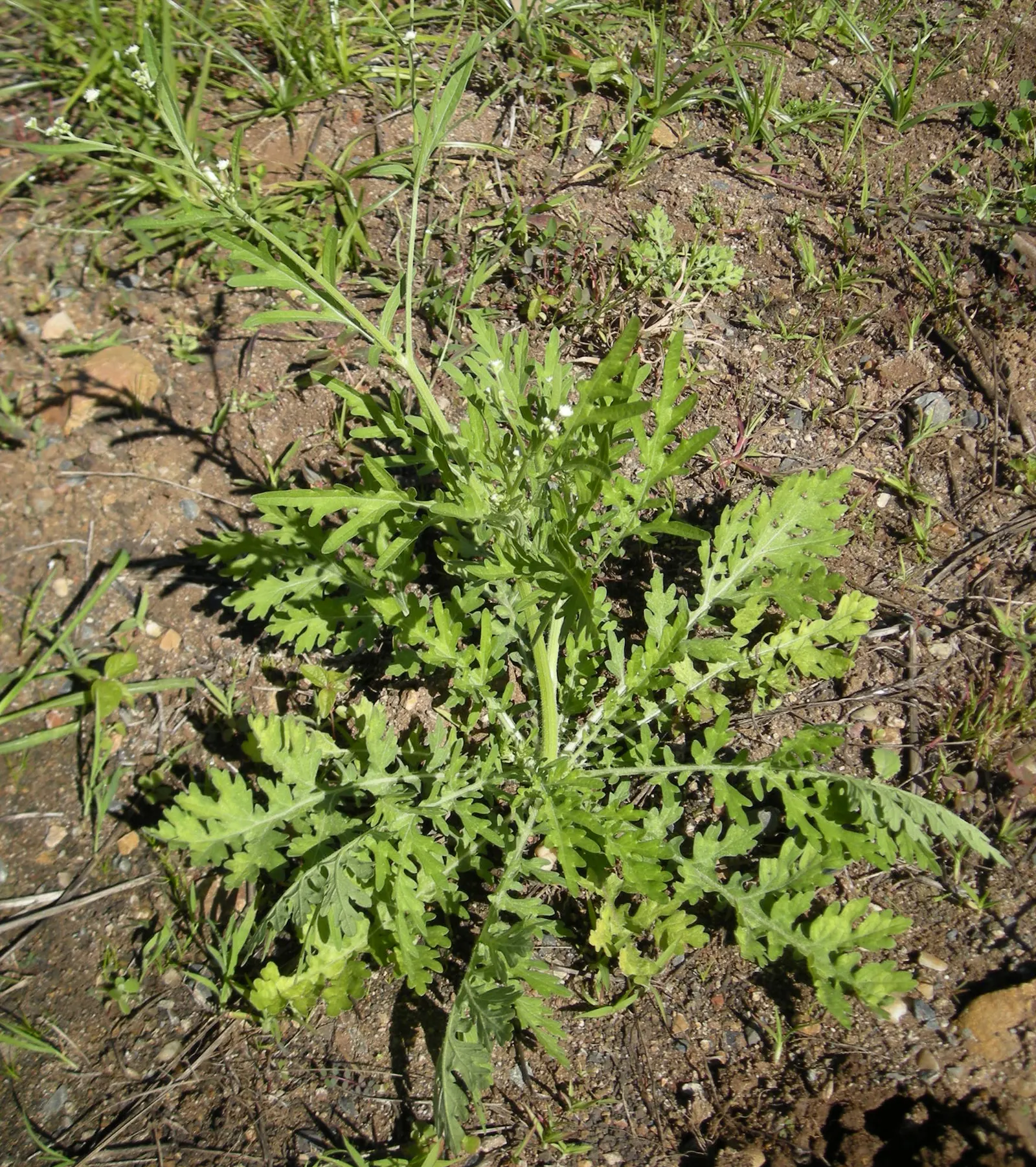 Mugwort (Artemisia Douglasiana) — thriving in USDA Hardiness Zones 3 through 9; mugwort is valued for its hardiness and adaptability