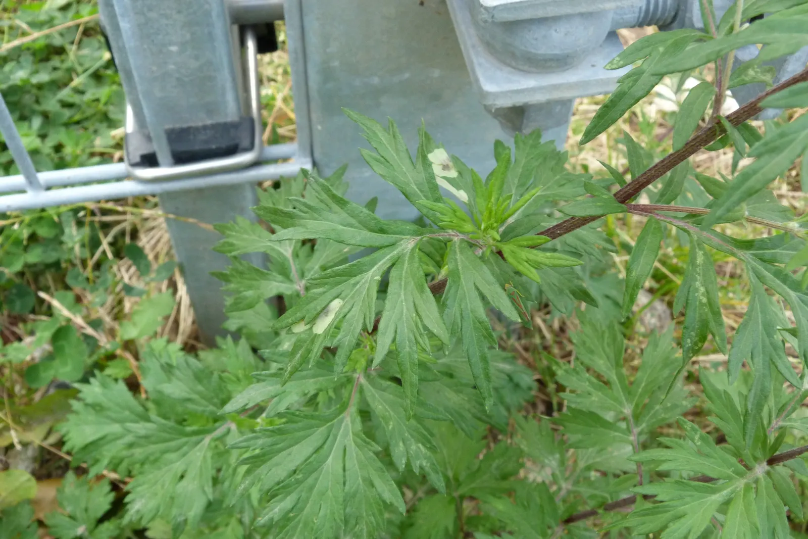 Mugwort (Artemisia Douglasiana) — It prefers well-draining soil and can tolerate a range of sunlight exposure from full sun to partial shade; perennial with