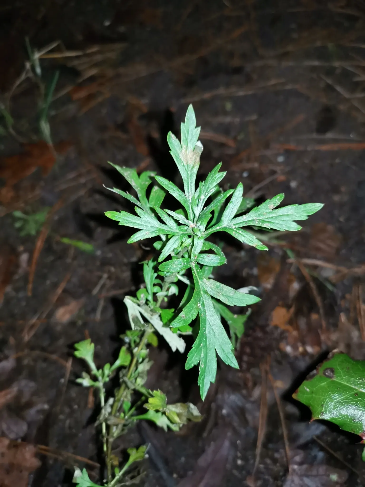 Mugwort (Artemisia Douglasiana) — dark green leaves that span about 2 to 4 inches in length