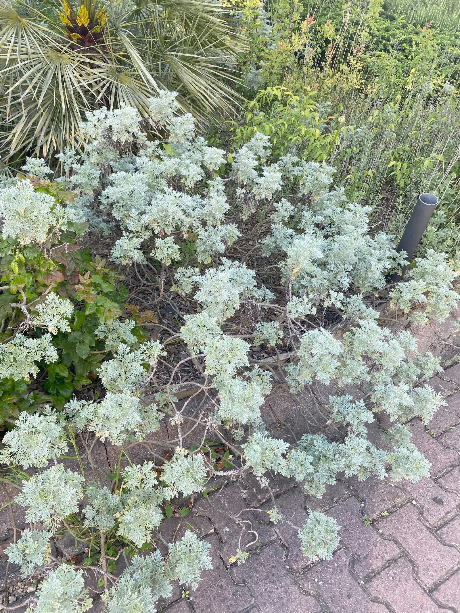 Mugwort (Artemisia Douglasiana) — adding a subtle hint of color to the green tapestry of the garden.<br><br>For landscape architects; perennial for, image 57