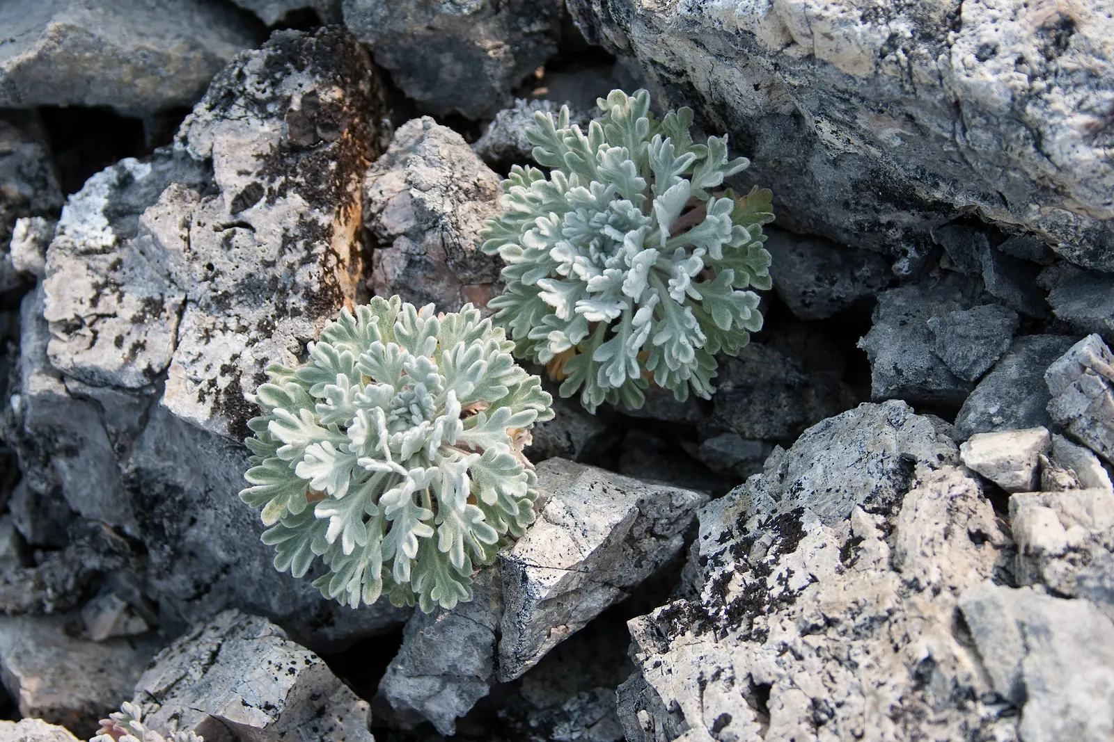 Mugwort (Artemisia Douglasiana) — enhancing both aesthetic and functional aspects of garden designs; featuring a height of 4-5 feet and width up to 2-3 feet
