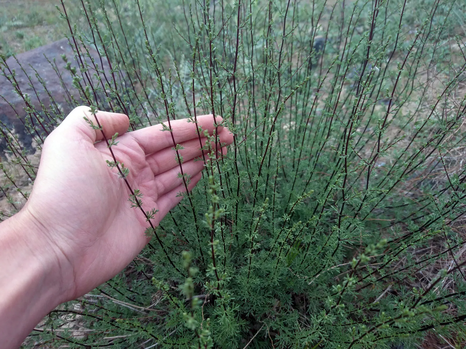 Mugwort (Artemisia Douglasiana) — dark green leaves that span about 2 to 4 inches in length; mugwort (Artemisia douglasiana) is a resilient perennial herb