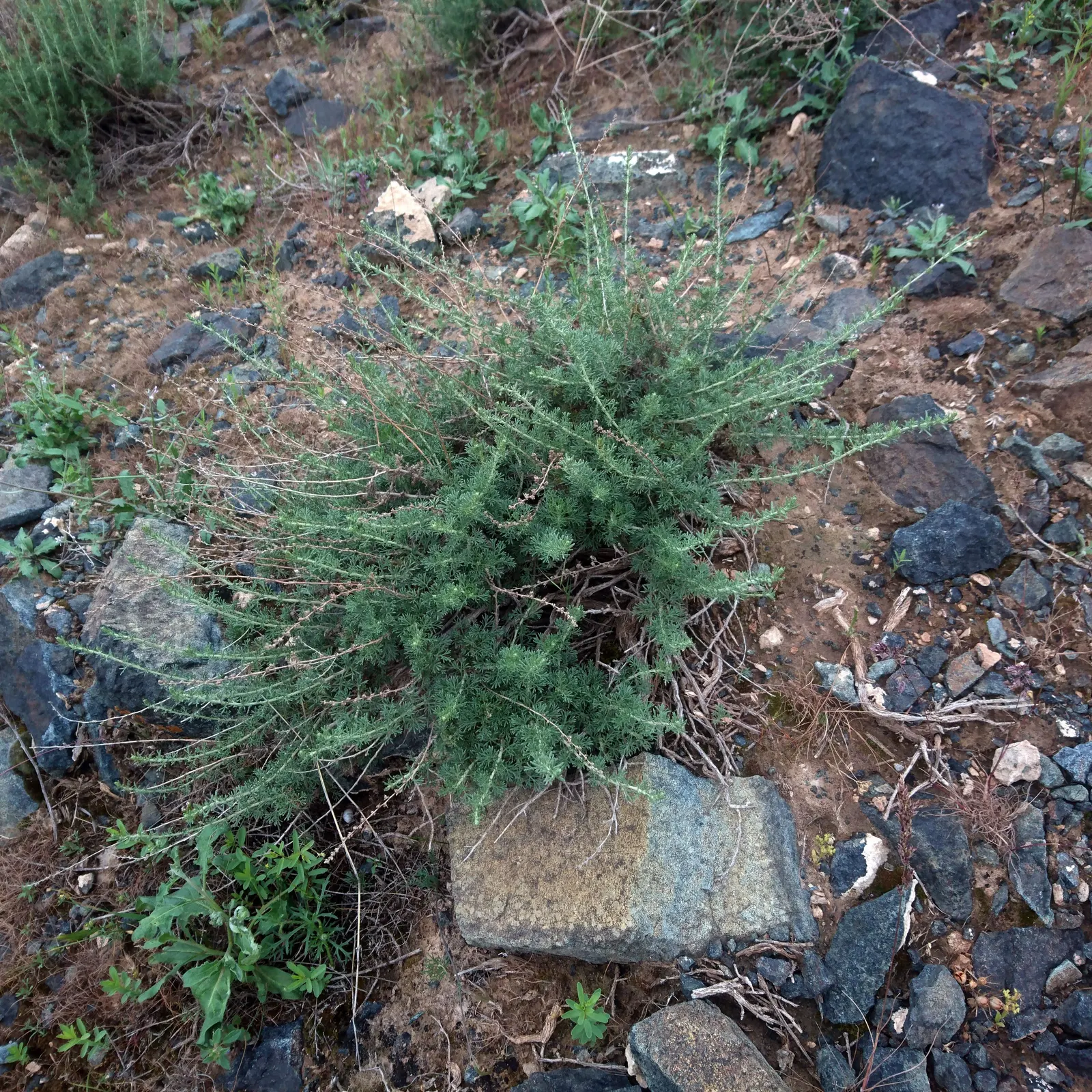Mugwort (Artemisia Douglasiana) — Featuring a height of 4-5 feet and width up to 2-3 feet; inconspicuous flower clusters that are less notable than its lush