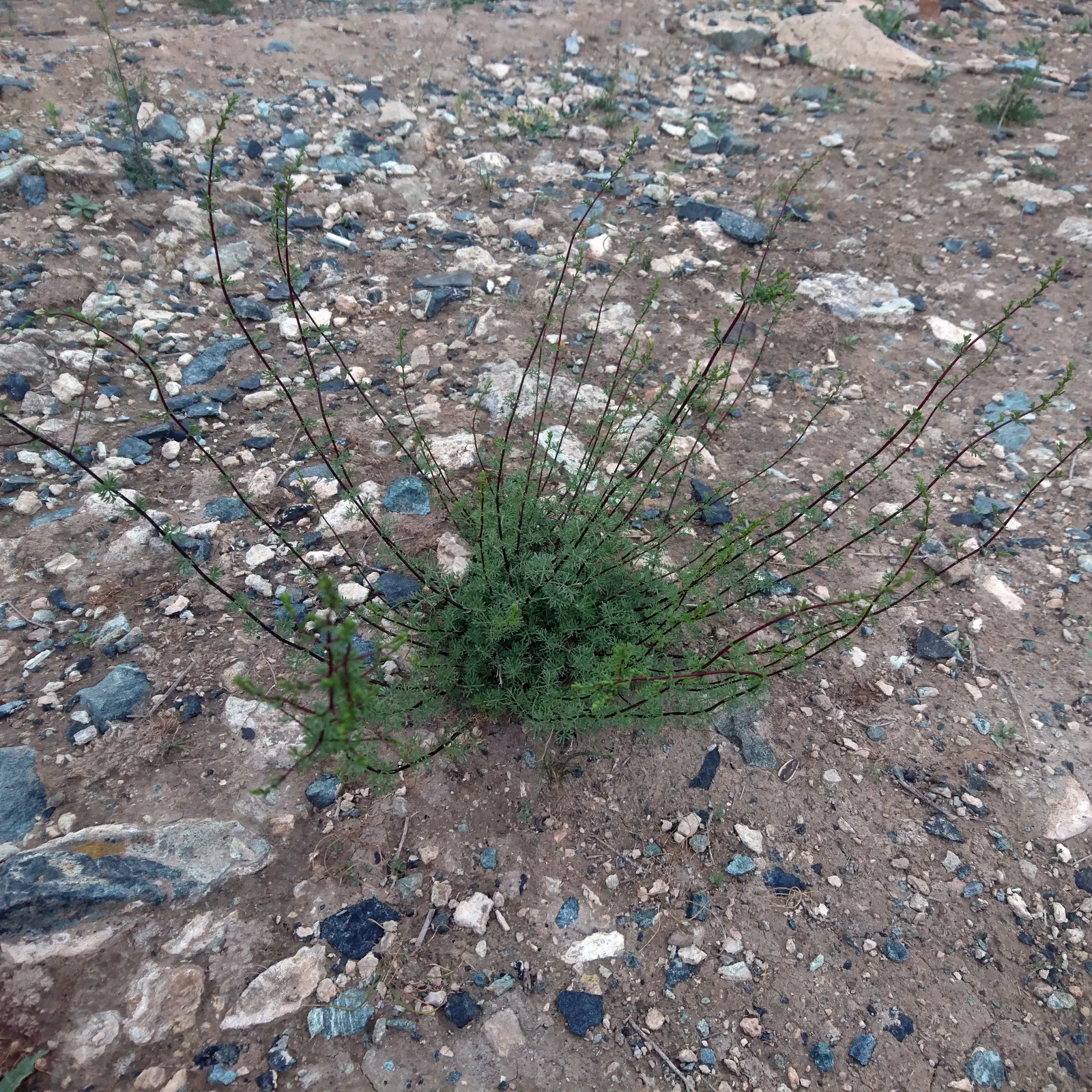 Mugwort (Artemisia Douglasiana) — These flowers are generally light yellow to reddish-brown; thriving in USDA Hardiness Zones 3 through 9
