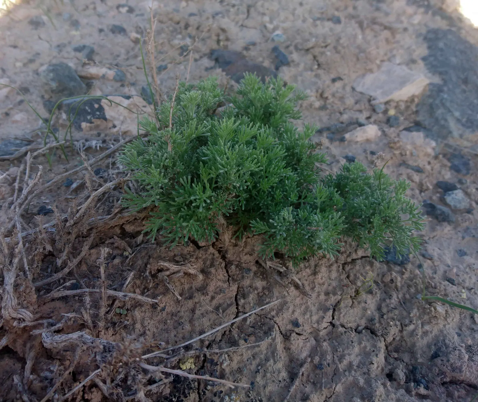 Mugwort (Artemisia Douglasiana) — requiring only occasional trimming to keep the plant in check and to encourage a bushier growth habit; white flowers in the