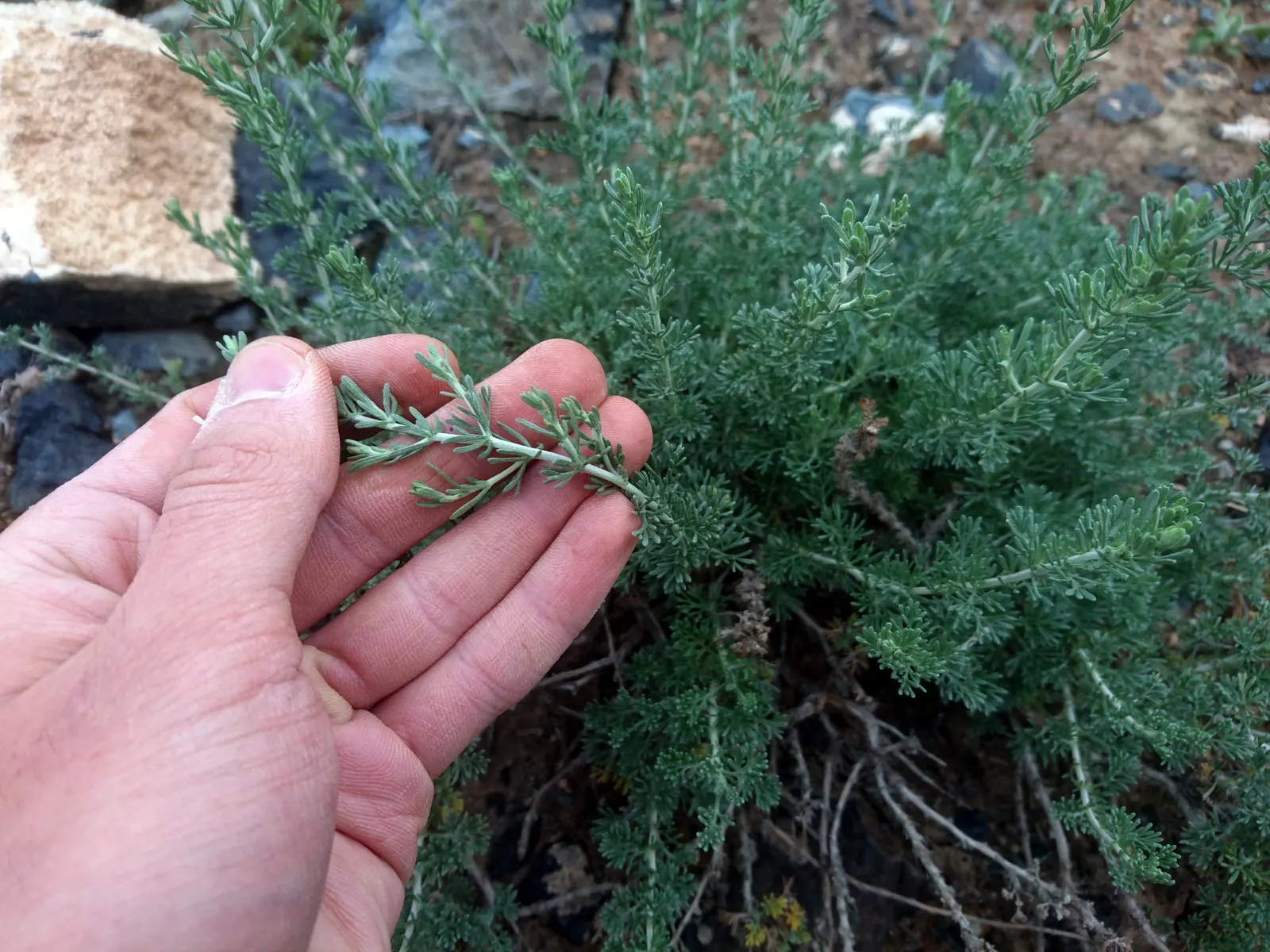 Mugwort (Artemisia Douglasiana) — enhancing both aesthetic and functional aspects of garden designs; featuring a height of 4-5 feet and width up to, image 51
