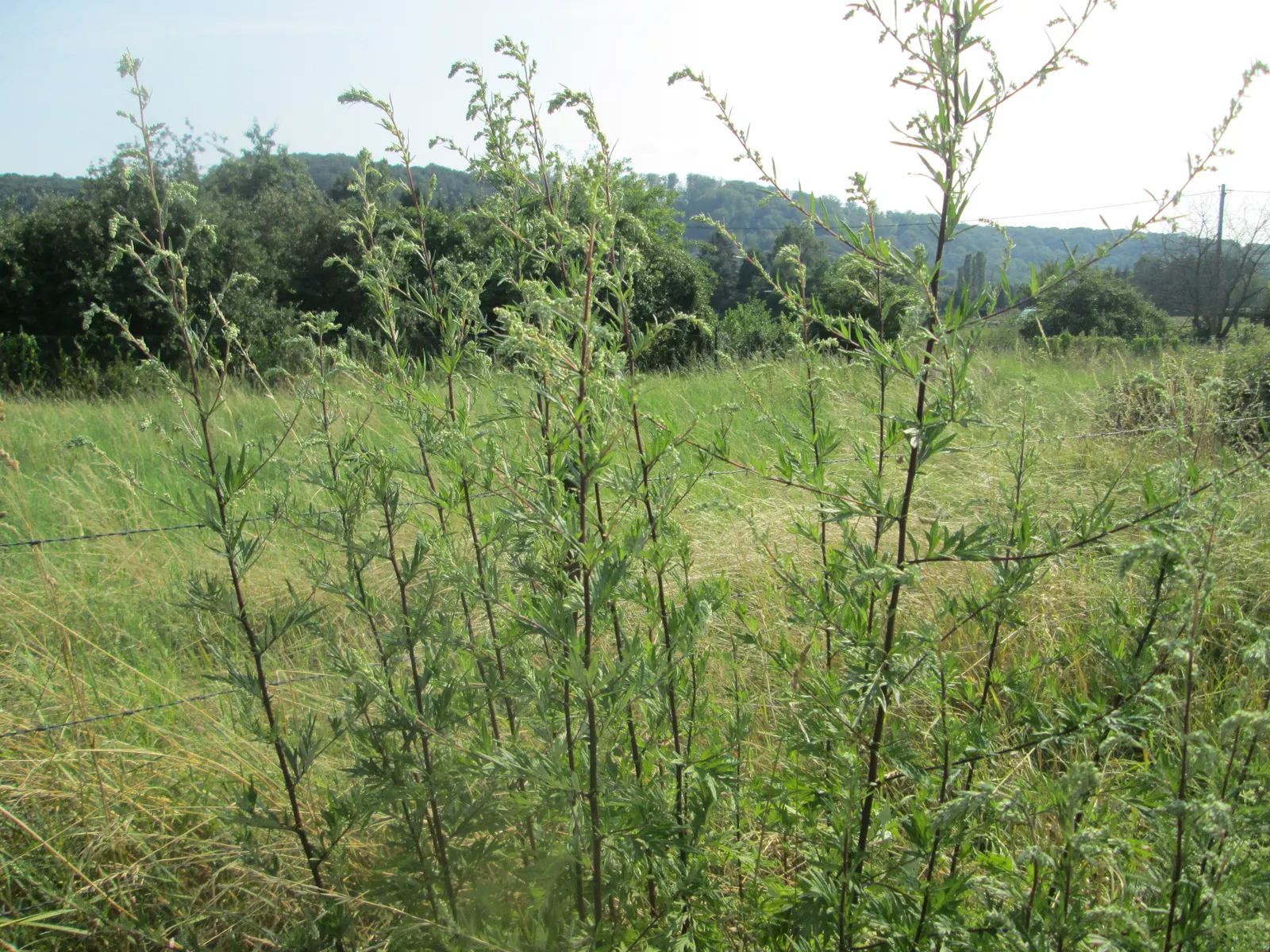 Mugwort (Artemisia Douglasiana) — mugwort is also reputed for its insect-repellent attributes; given its robust root system, Mugwort can be an, image 50