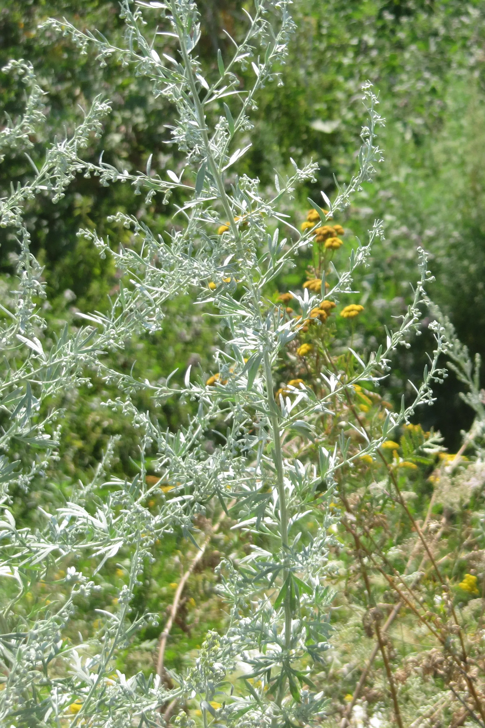 Mugwort (Artemisia Douglasiana) — adding a subtle hint of color to the green tapestry of the garden.<br><br>For landscape architects
