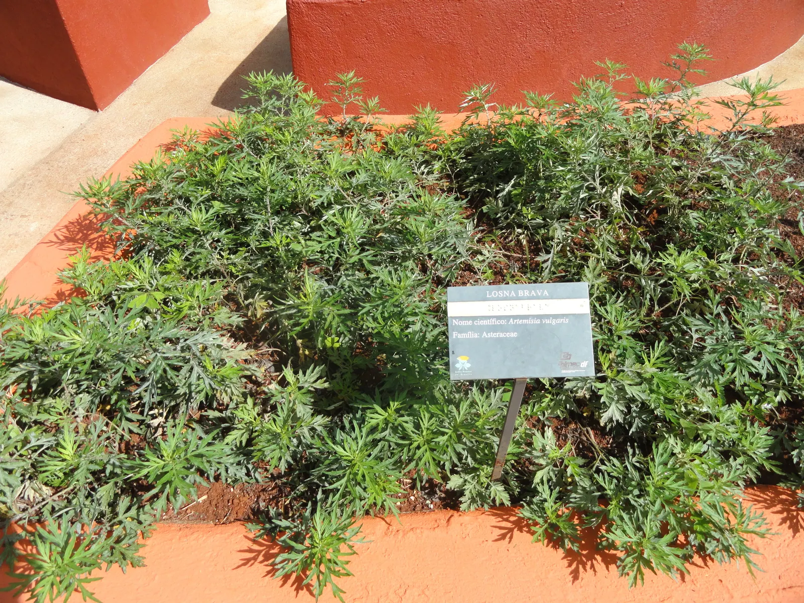 Mugwort (Artemisia Douglasiana) — this aromatic foliage herb exhibits a silver-green hue; become invasive if not managed properly