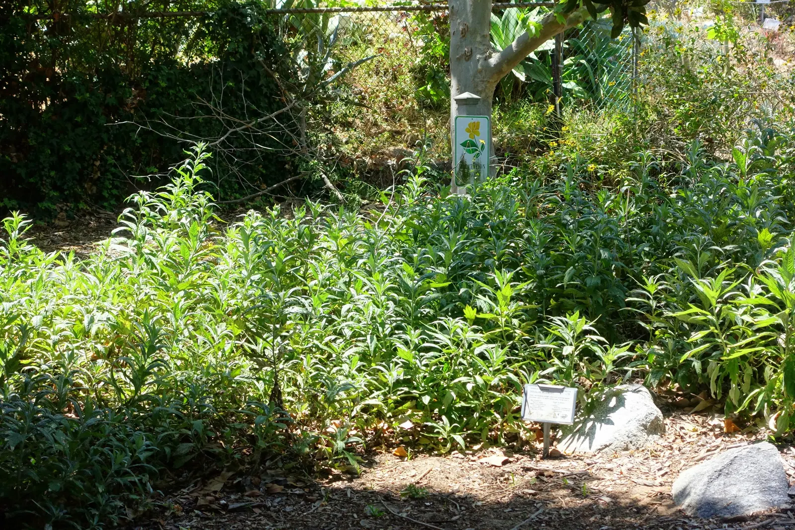 Mugwort (Artemisia Douglasiana) — inconspicuous flower clusters that are less notable than its lush foliage; predominantly found along stream banks, image 77