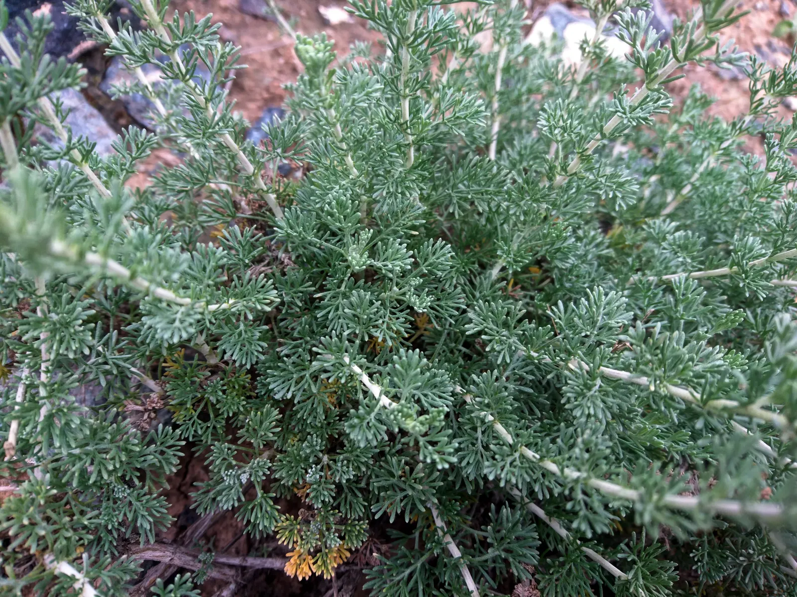 Mugwort (Artemisia Douglasiana) — Ideal for borders, it necessitates full sun to partial shade and well-drained soil; this aromatic foliage herb exhibits a
