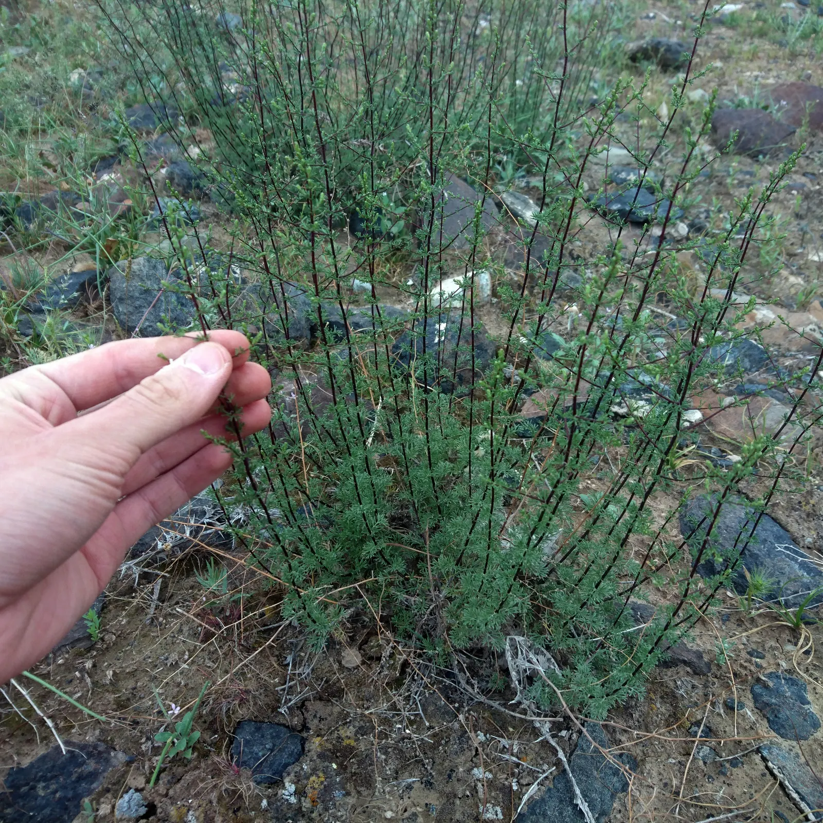 Mugwort (Artemisia Douglasiana) — dark green leaves that span about 2 to 4 inches in length; mugwort (Artemisia douglasiana) is a resilient, image 54