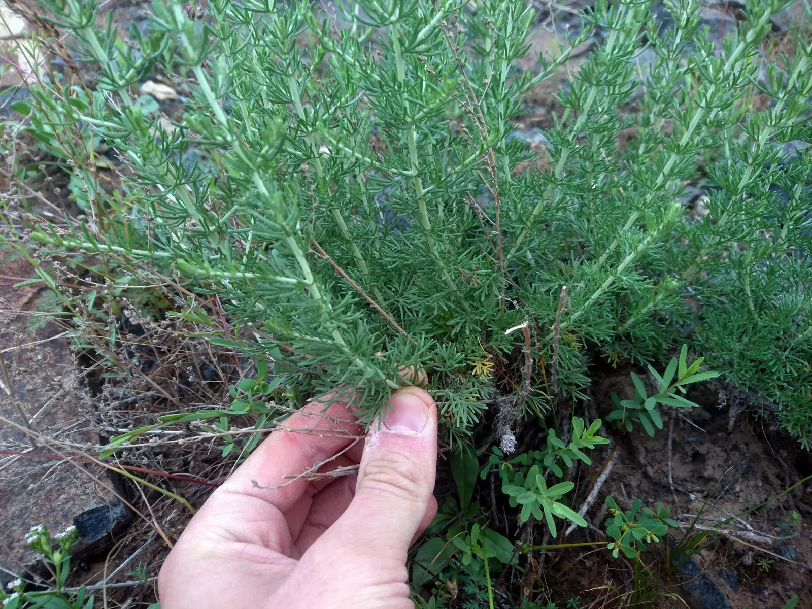 Mugwort (Artemisia Douglasiana) — inconspicuous flower clusters that are less notable than its lush foliage; predominantly found along stream banks, image 55