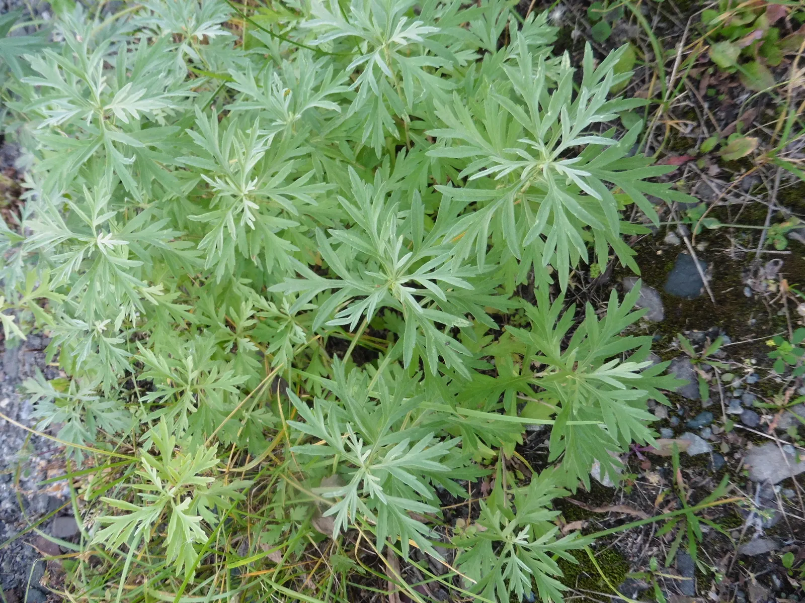 Mugwort (Artemisia Douglasiana) — Mugwort is valued for its hardiness and adaptability; enhancing both aesthetic and functional aspects of garden designs