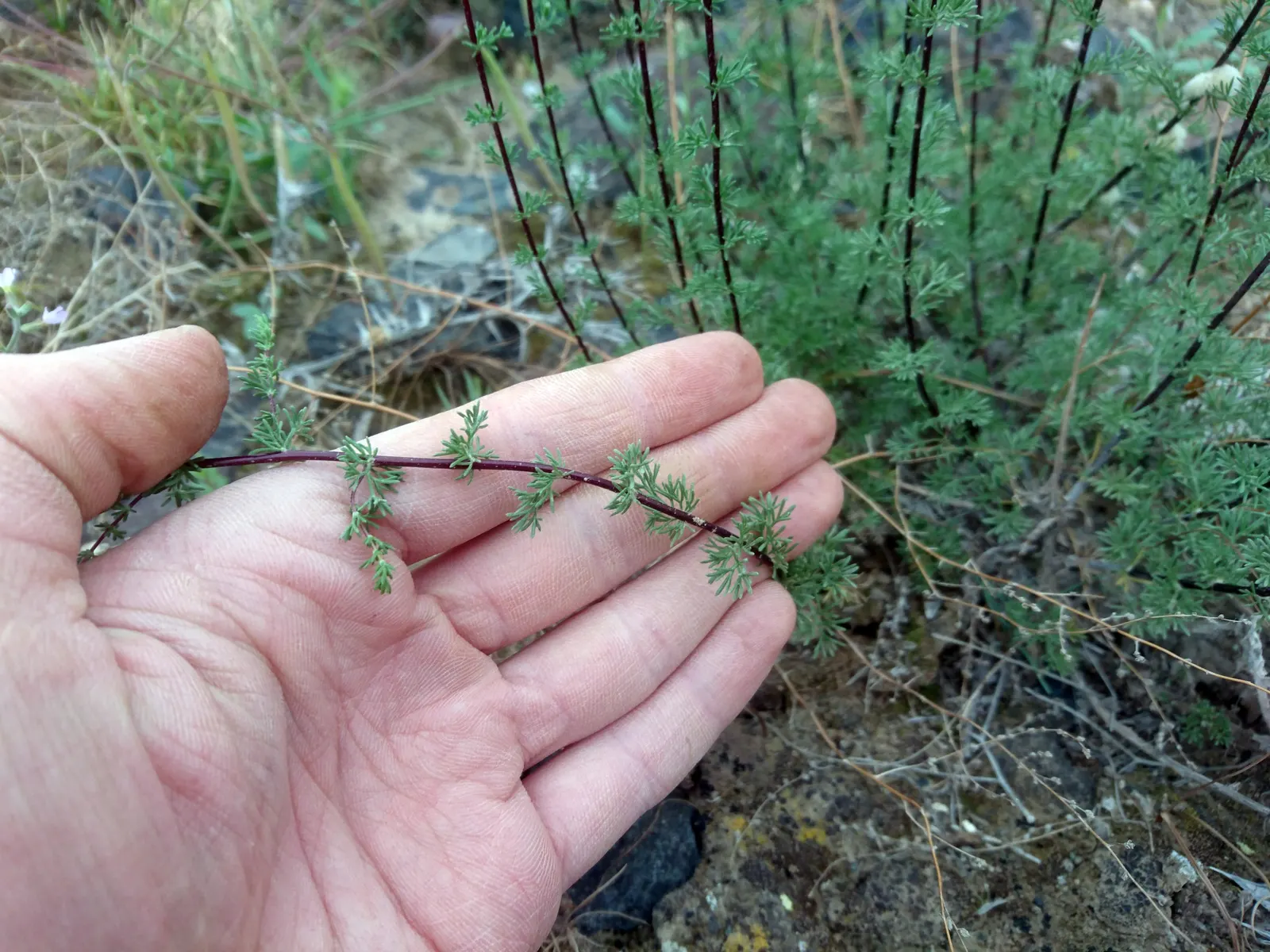 Mugwort (Artemisia Douglasiana) — boasts an impressive height typically ranging from 3 to 6 feet when fully mature; it prefers well-draining soil, image 53