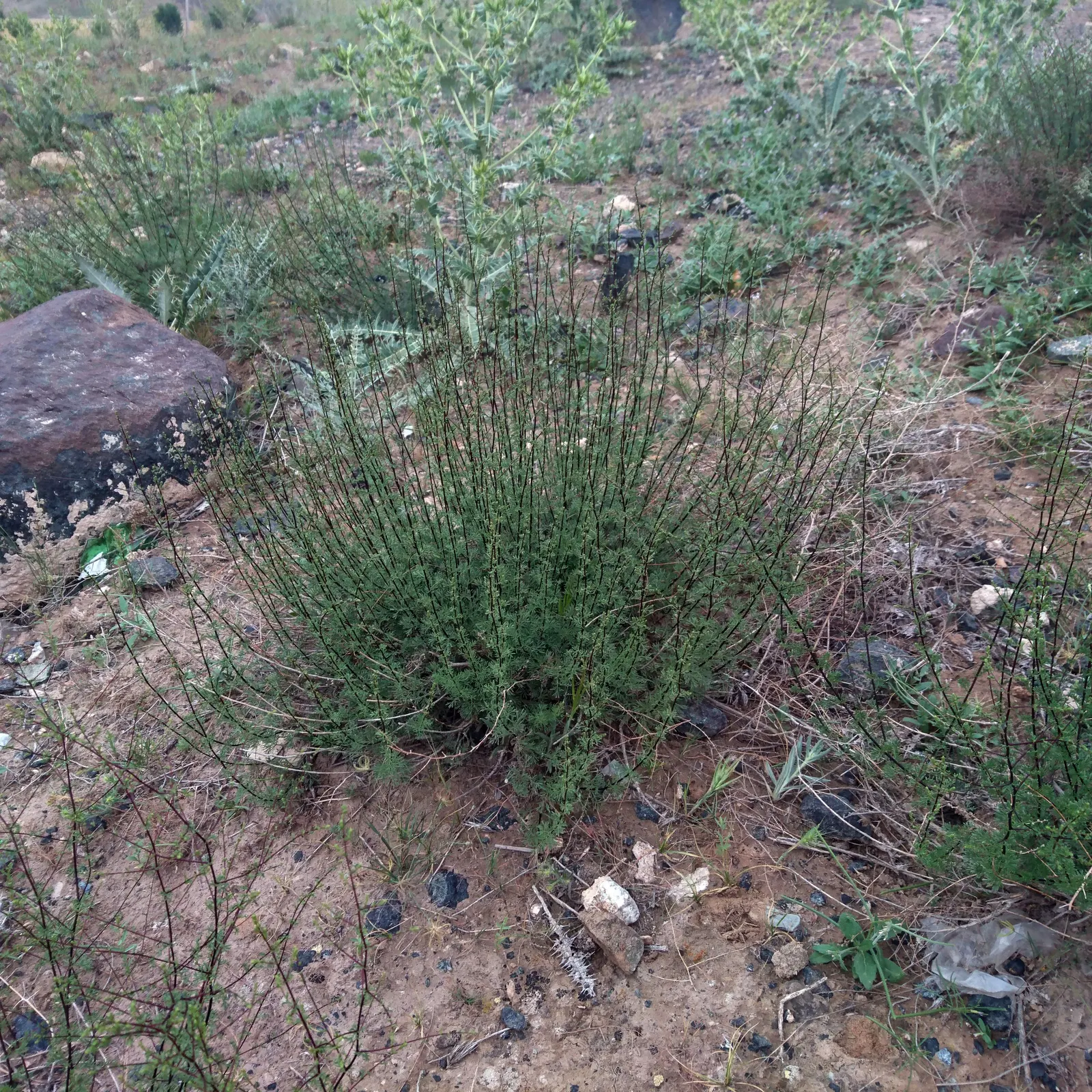 Mugwort (Artemisia Douglasiana) — white flowers in the garden