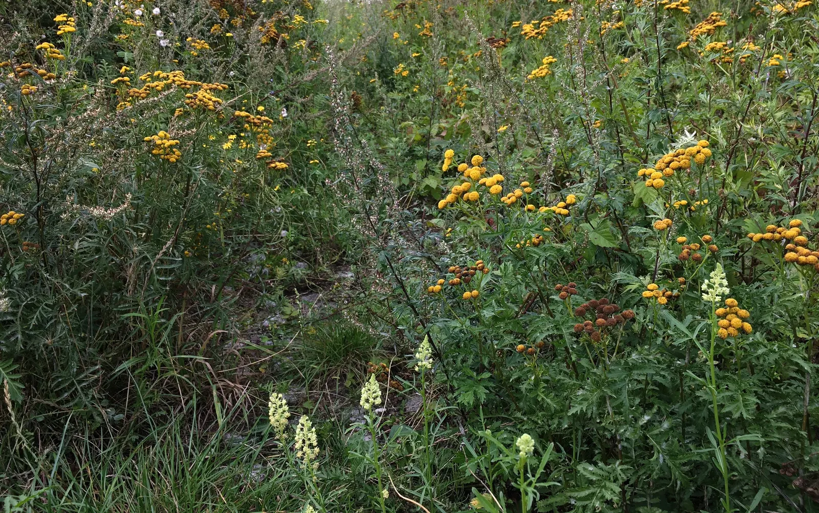 Mugwort (Artemisia Douglasiana) — mugwort is also reputed for its insect-repellent attributes
