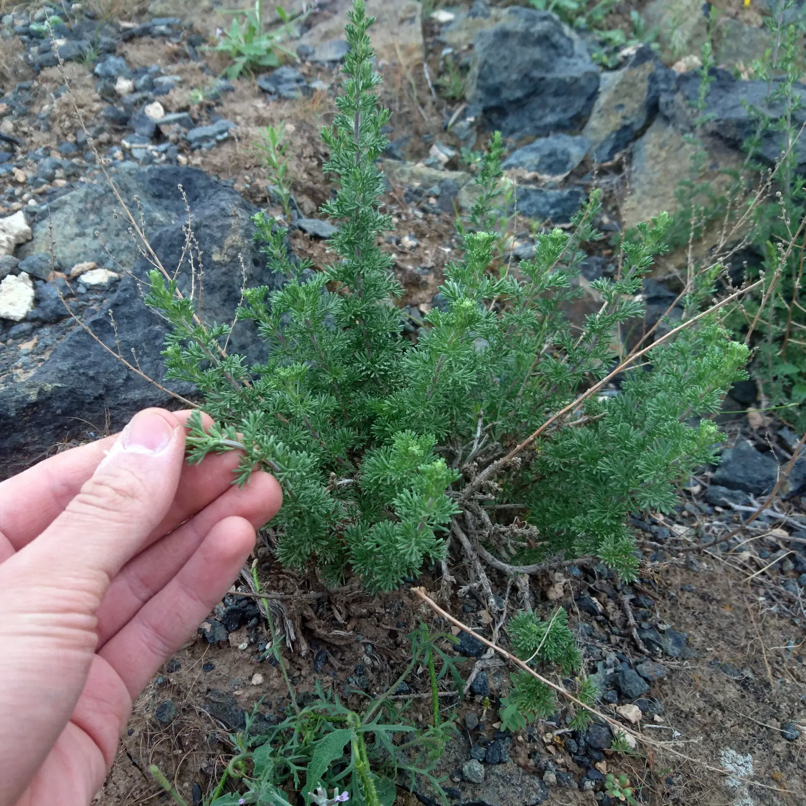 Mugwort (Artemisia Douglasiana) — adding a subtle hint of color to the green tapestry of the garden.<br><br>For landscape architects; perennial for full