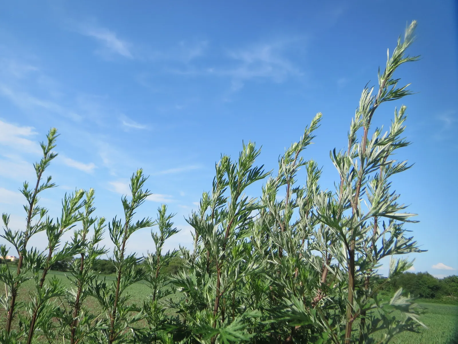 Mugwort (Artemisia Douglasiana) — These flowers are generally light yellow to reddish-brown; thriving in USDA Hardiness Zones 3 through 9, image 56