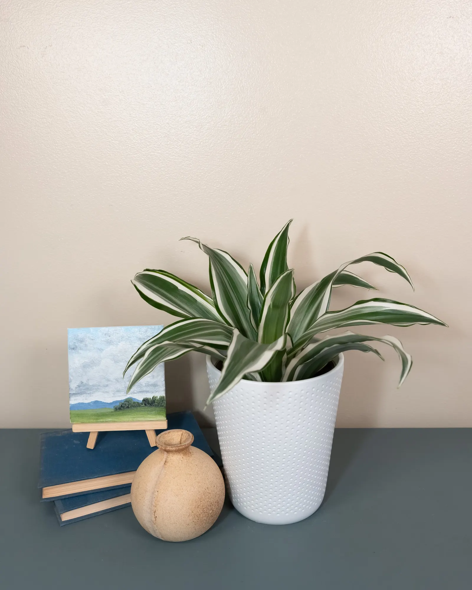 White Jewel Dragon Tree (Dracaena) — The Dracaena 'White Jewel' is an upright houseplant with glossy