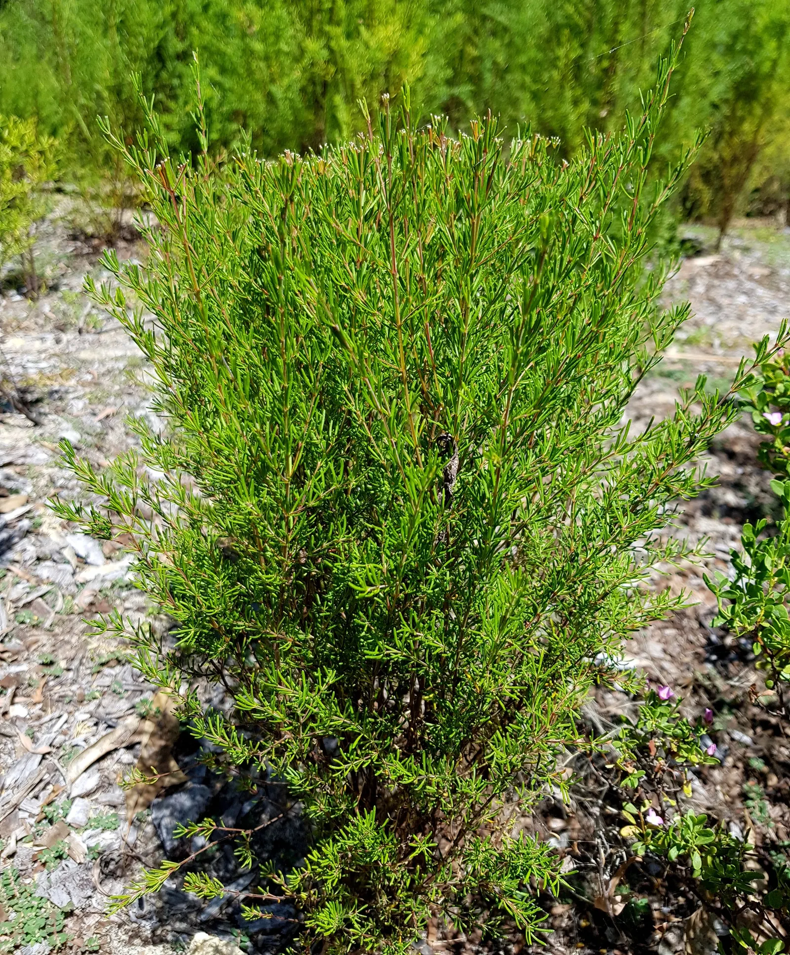 Brown Boronia (Boronia Megastigma) — It features small, cup-shaped brown and yellow flowers in spring