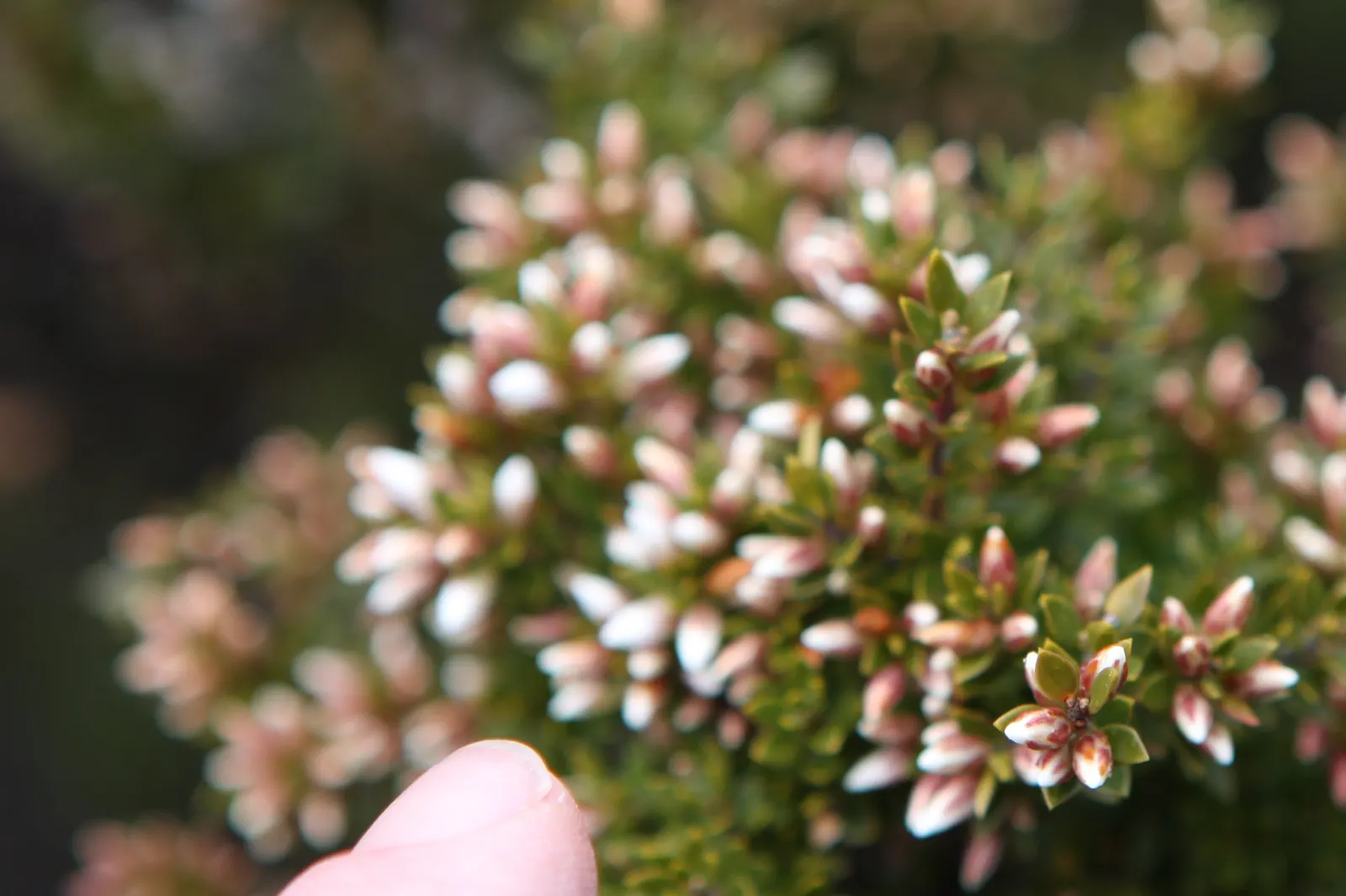 Brown Boronia (Boronia Megastigma) — Thriving in well-drained acidic soil, it requires moderate water and full sun to partial shade