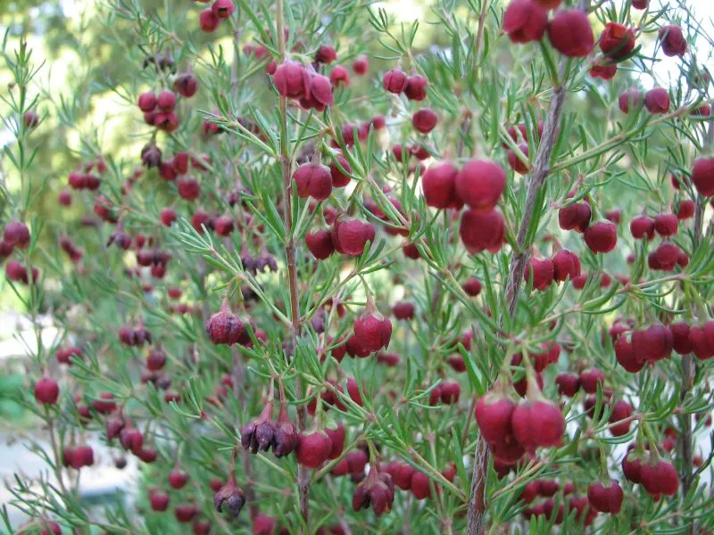 Brown Boronia (Boronia Megastigma) — Maturing at 3 feet high and 3 feet wide
