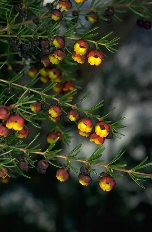 Brown Boronia (Boronia Megastigma) — is a prized evergreen shrub native to Australia