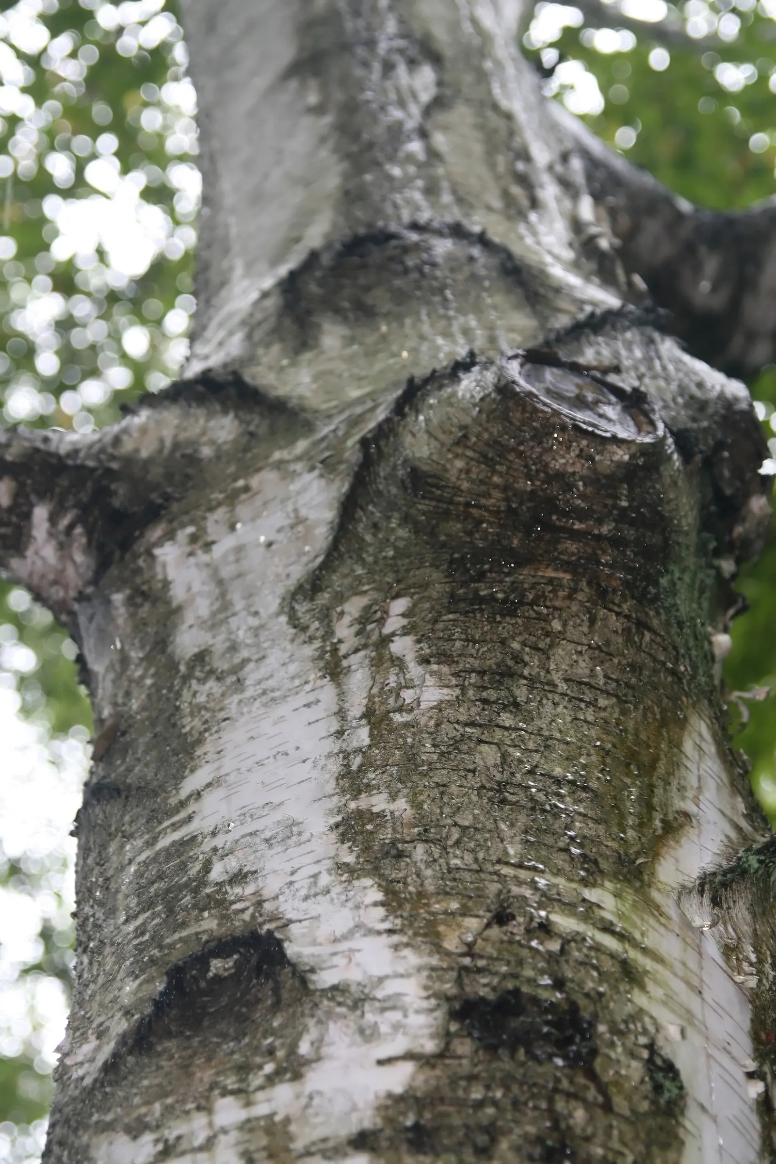 Paper Birch (Betula Papyrifera) — or as a focal point in residential yards; the Paper Birch exhibits a graceful