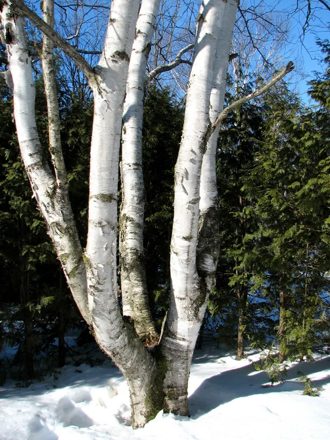 Paper Birch (Betula Papyrifera) — tree for full or half; note that periodic monitoring for pests